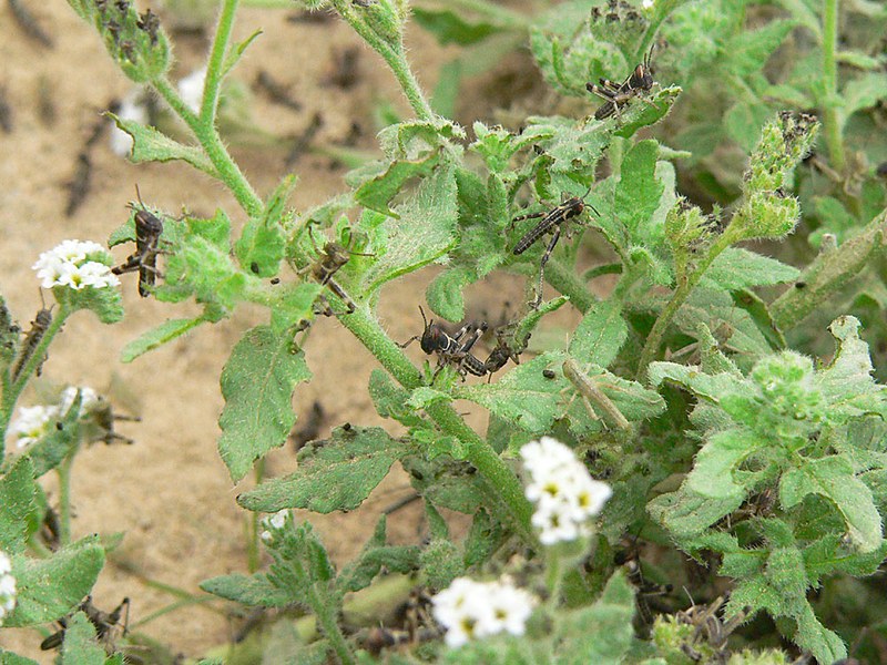 Dark first-stage Desert Locust hoppers on and around a hairy green plant with white flowers, on sand