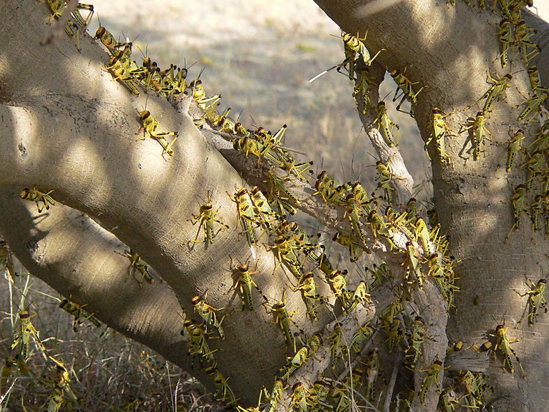 Many yellow-and-black gregarious hoppers on a tree trunk