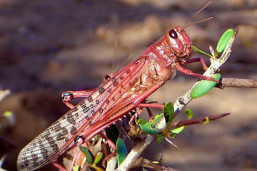 A pink immature gregarious adult on a twig