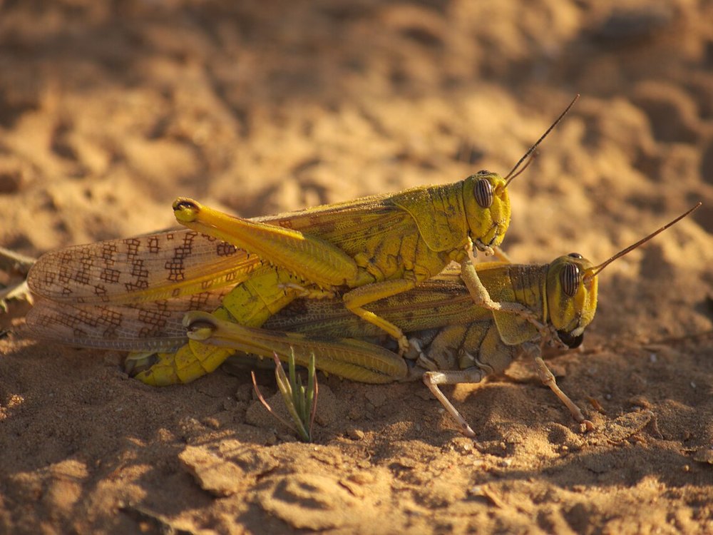 A mating pair of yellow Desert Locusts on orange sand