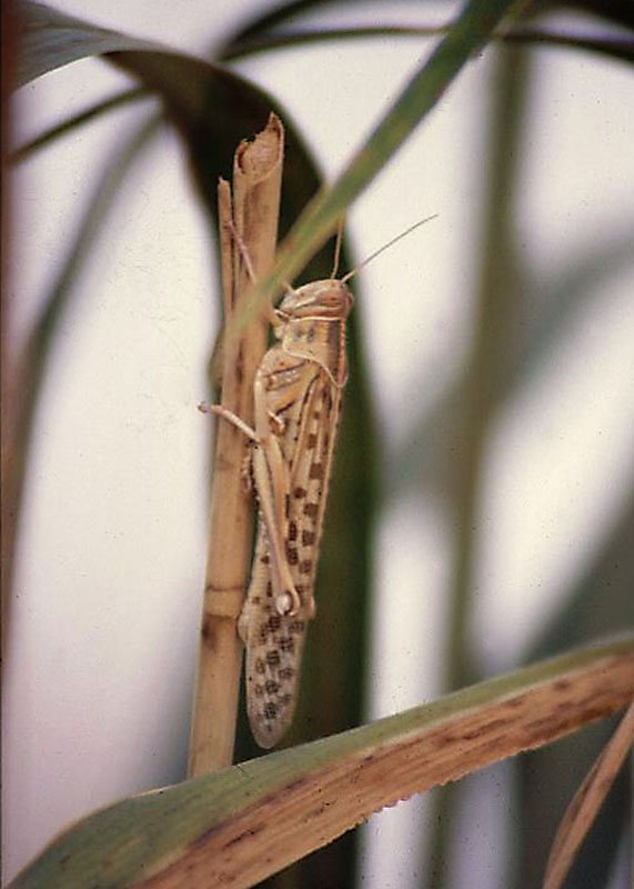 A pale brown solitarious adult on a reed stem