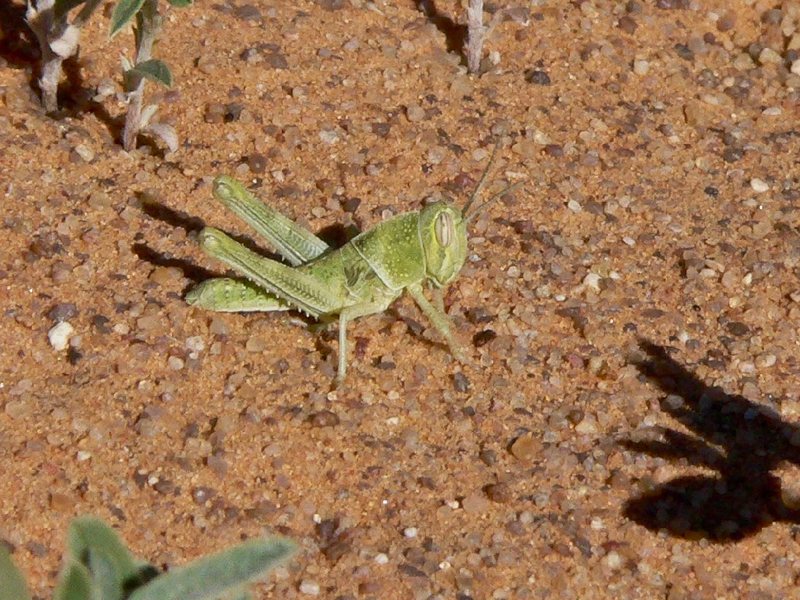 A green solitarious hopper on orange sand