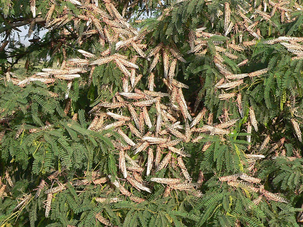 Dozens of Desert Locusts hanging from feathery tree foliage