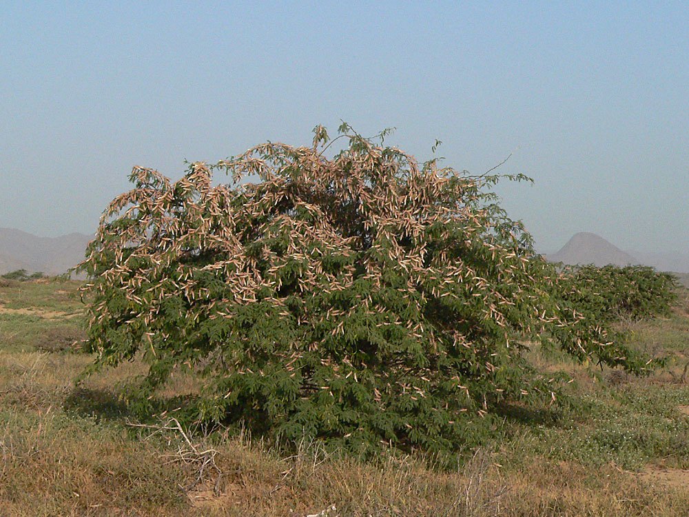 A bushy tree covered in resting Desert Locusts, with hills behind