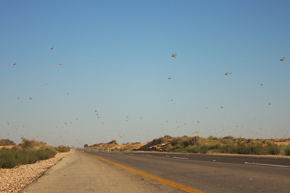 A swarm of locusts in flight above a road in a dry landscape
