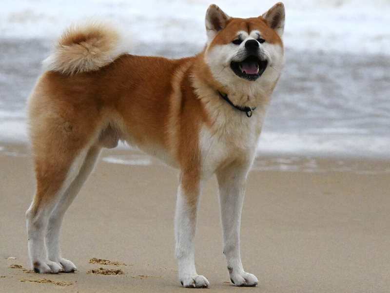A male Akita standing