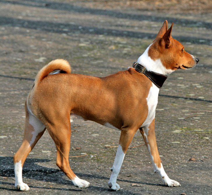 A Basenji in profile