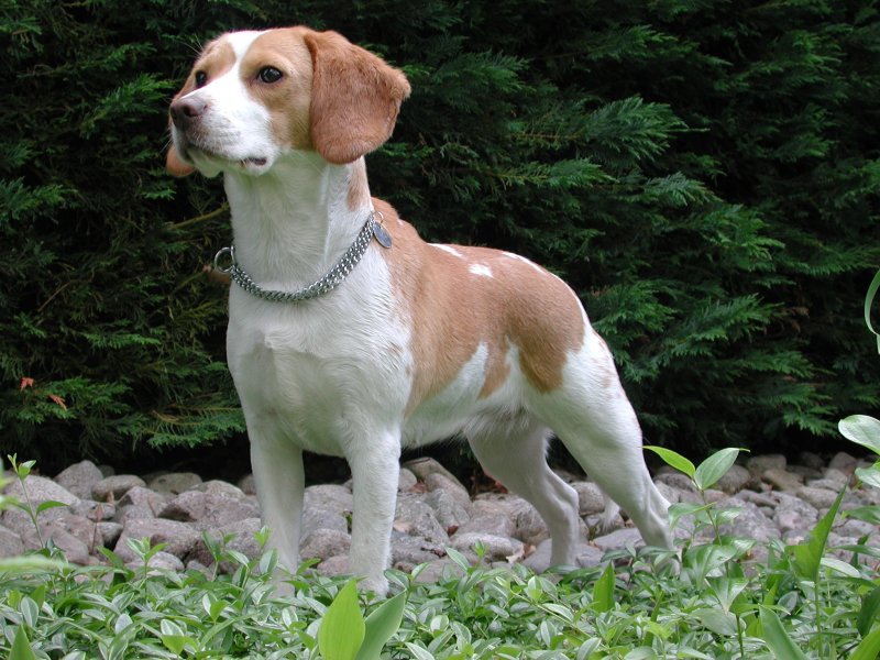 A white and tan Beagle standing among low plants in front of a hedge