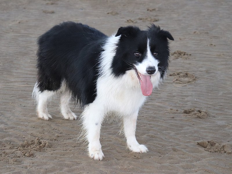 A black and white Border Collie standing on wet sand with its tongue out