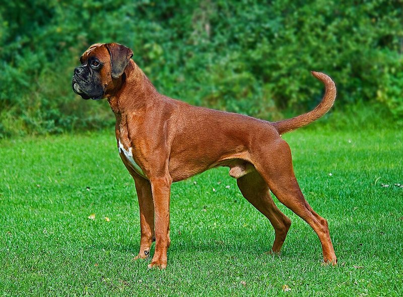 A fawn male Boxer with natural ears