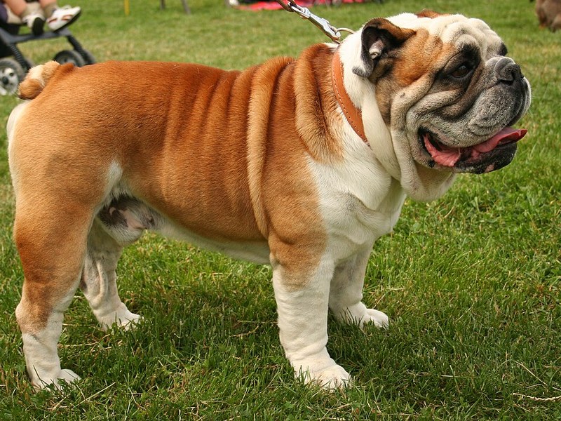 A red and white Bulldog standing on grass on a lead