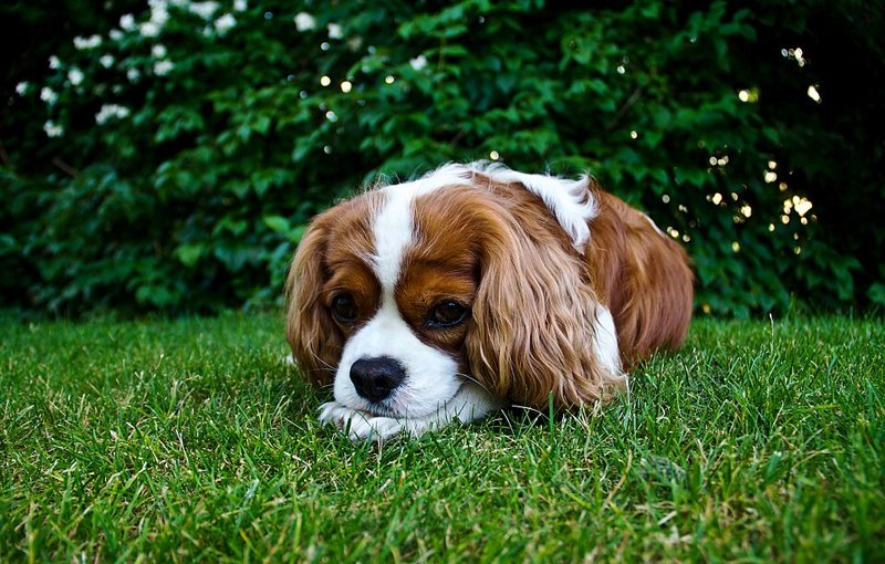 A Cavalier King Charles Spaniel on grass