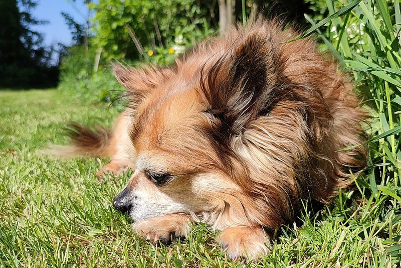 A long-haired Chihuahua lying in grass
