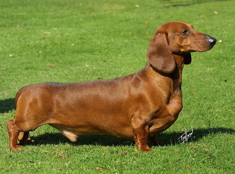 A smooth-haired Dachshund
