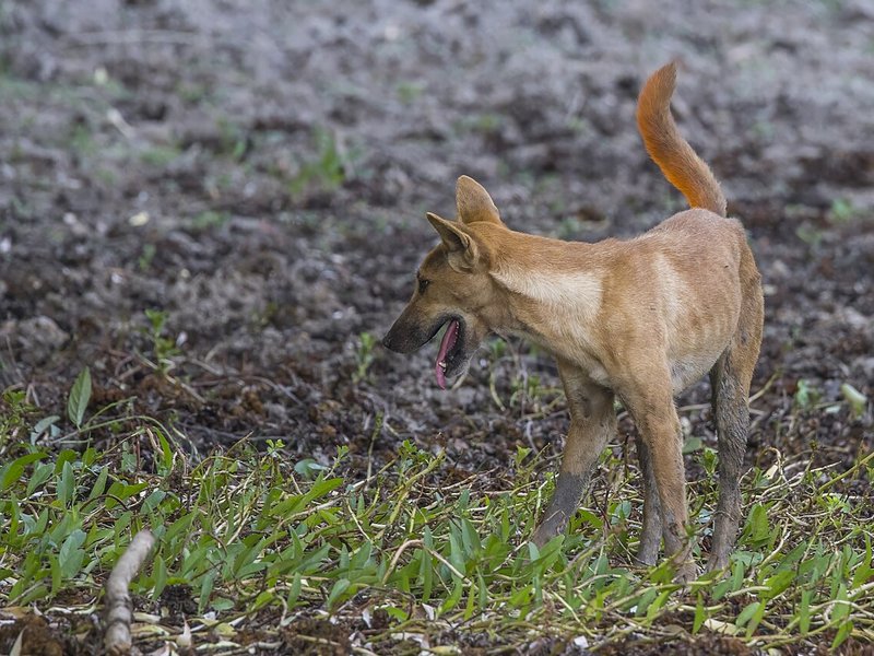 A ginger dingo standing in profile with its tongue out on bare ground with low green plants