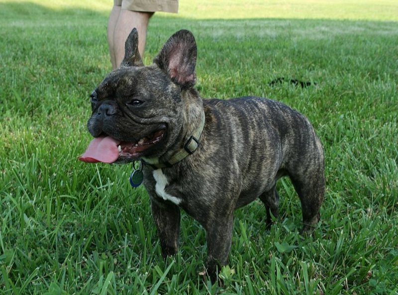 A French Bulldog