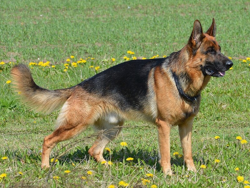 A tan and black German Shepherd Dog standing in a meadow with dandelions