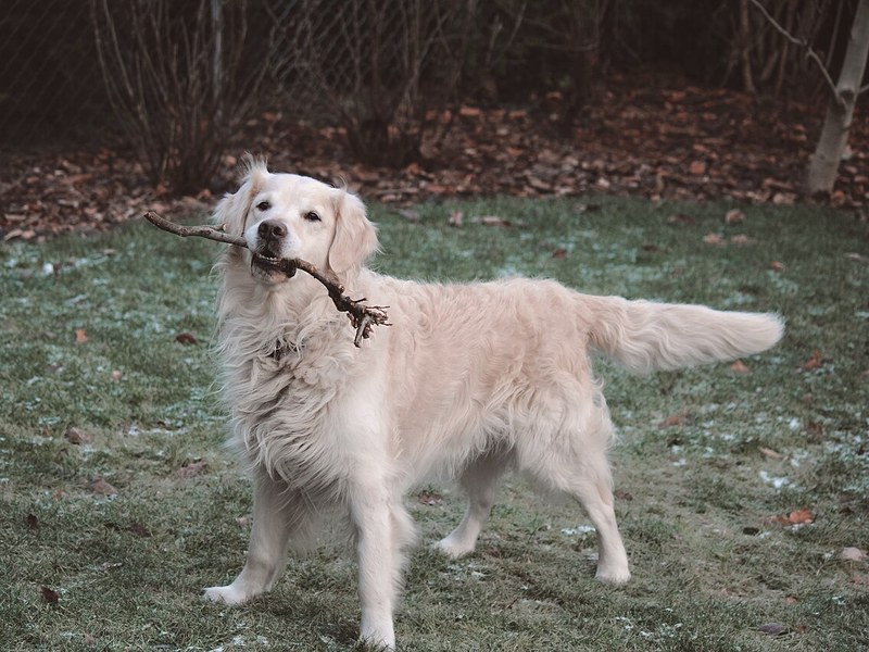 A pale golden-coated Golden Retriever standing on grass with a stick in its mouth