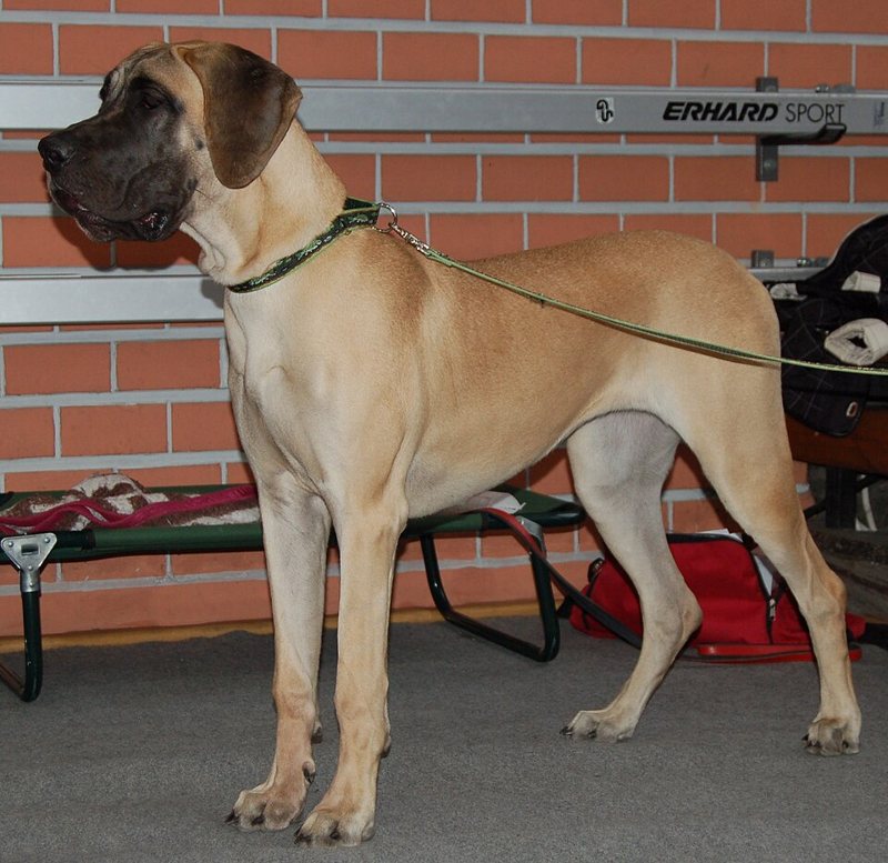 A Great Dane standing outdoors