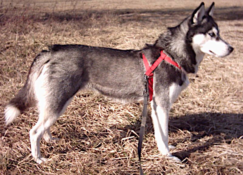 A Siberian Husky