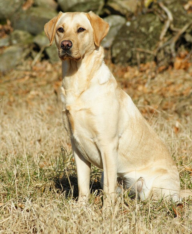 A yellow Labrador Retriever