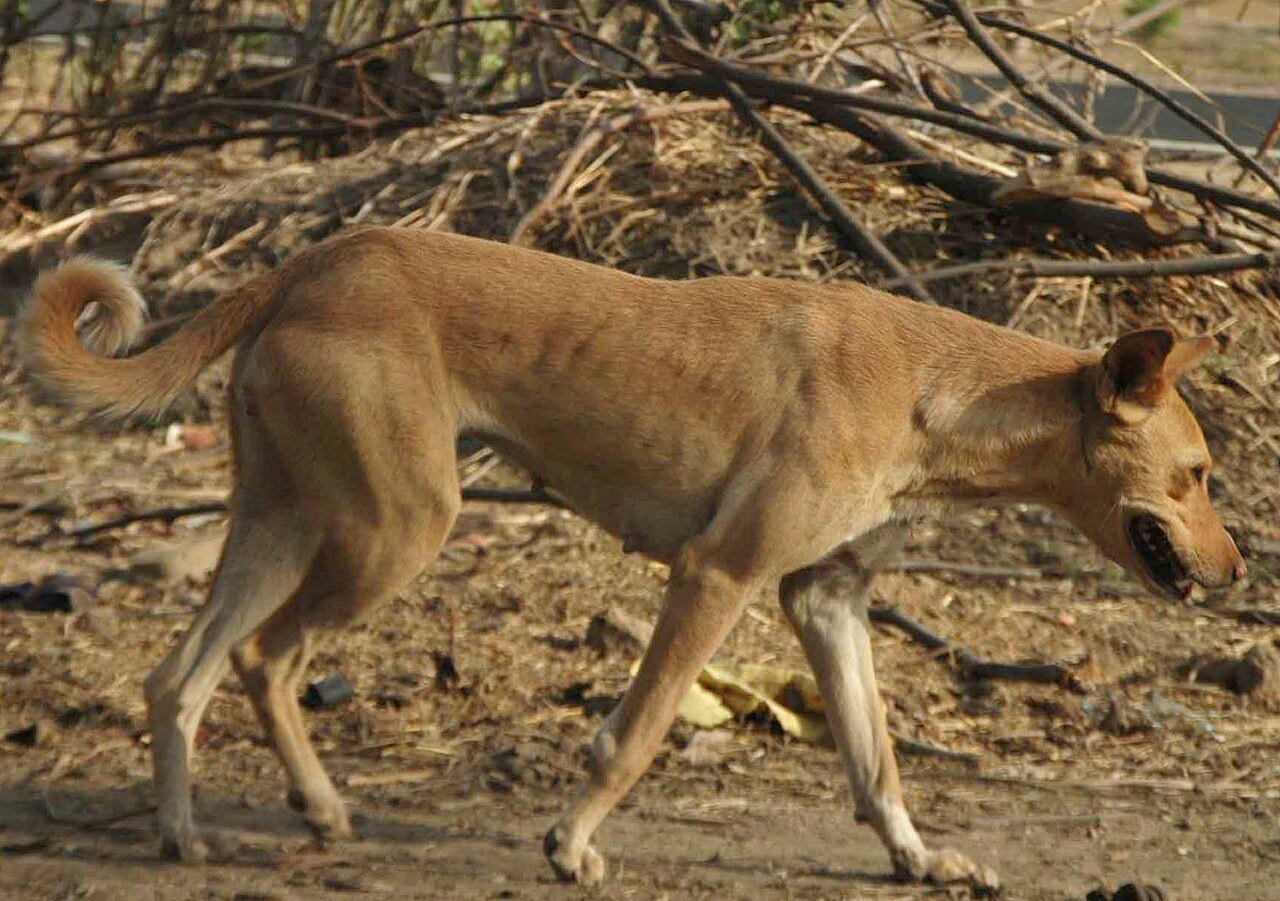 A tan free-ranging village dog walking on dry ground in India
