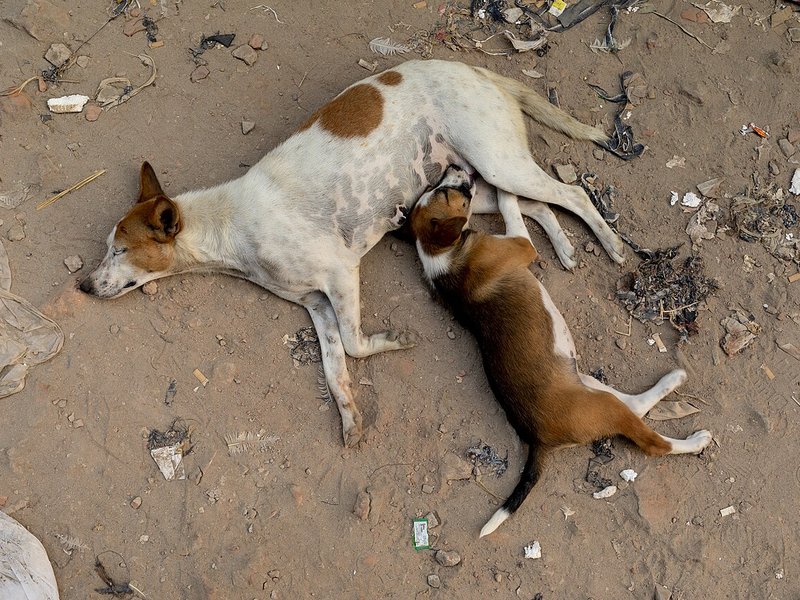 A white and tan female dog lying on bare ground while a brown and white puppy suckles
