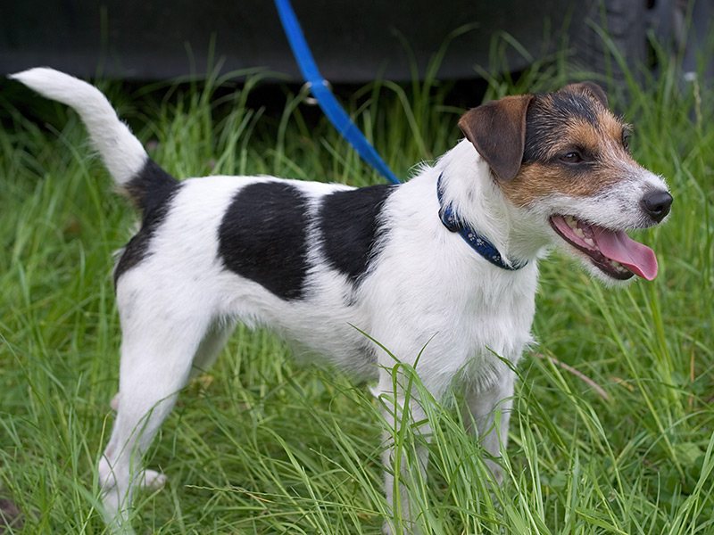 A tricolour Parson Russell Terrier