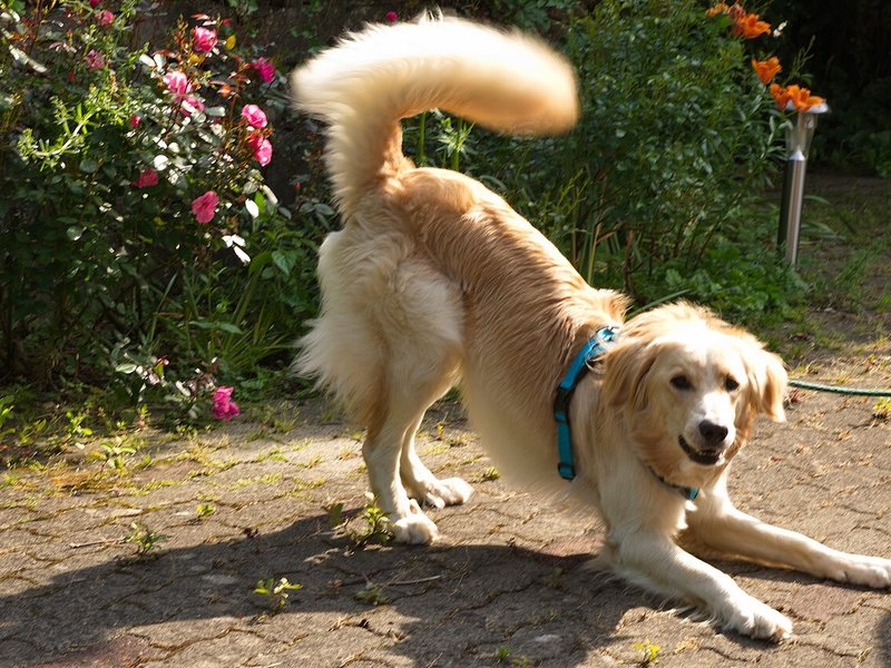 A light golden dog in a play bow on paving, with its front legs down, rump up and tail raised