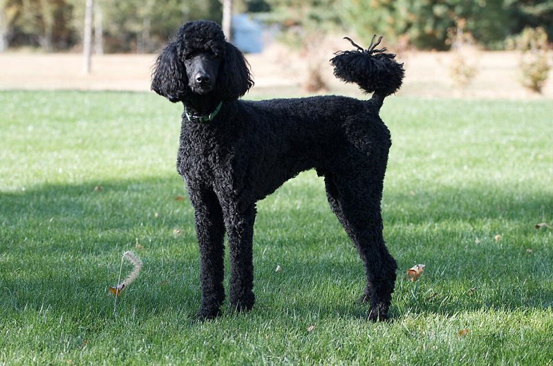 A Poodle looking at the camera