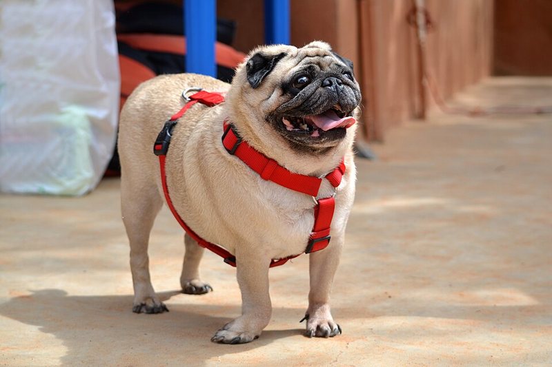 A fawn Pug with a black mask