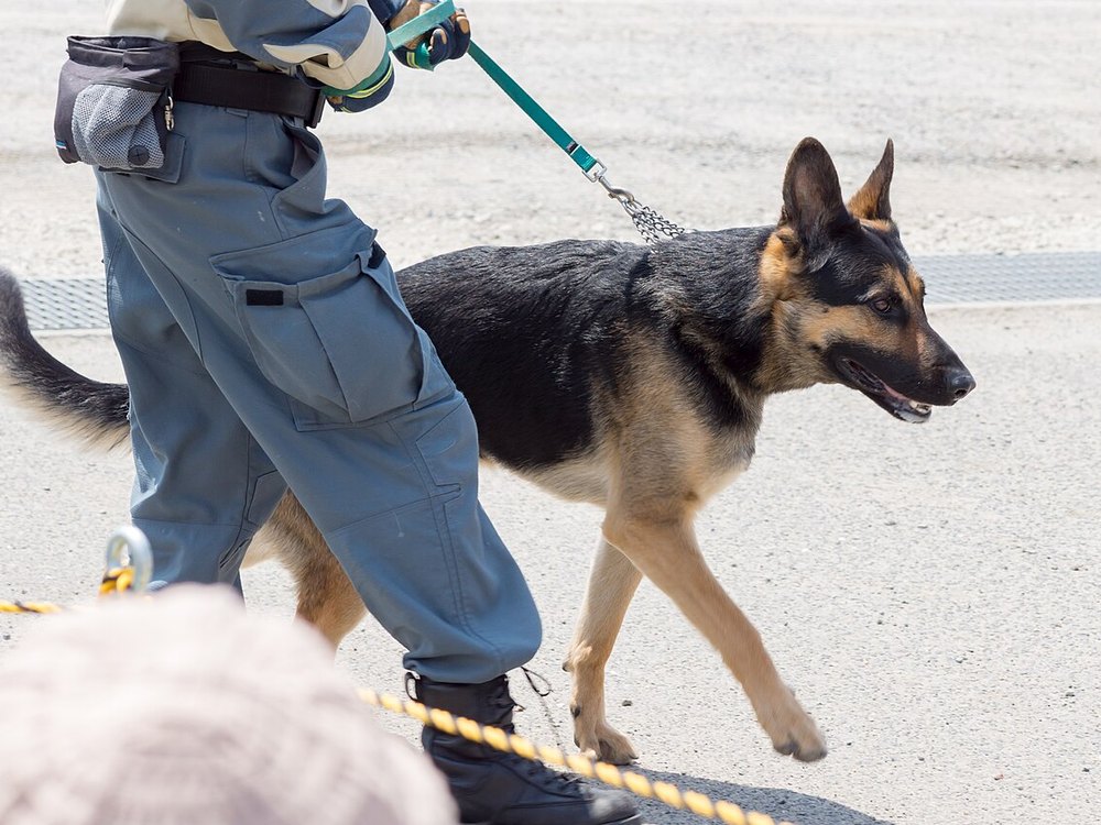 A search and rescue dog on a lead beside its handler