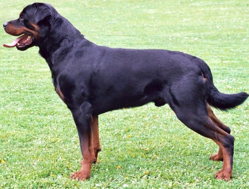 A black and tan Rottweiler standing in profile