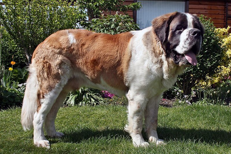 A red and white Saint Bernard