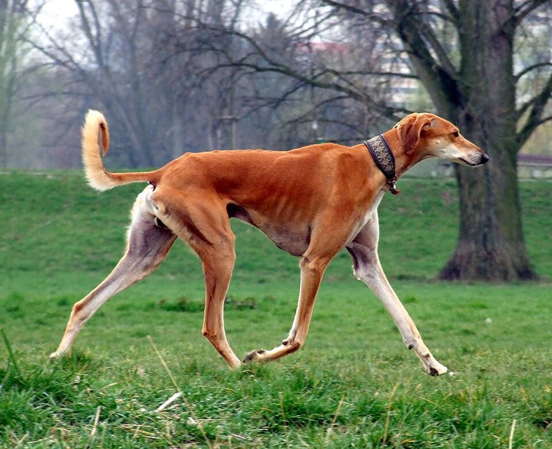 A red smooth-coated Saluki