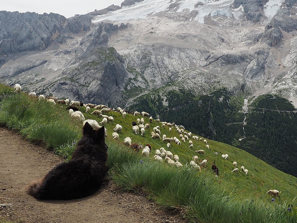 A long-coated black dog lying on a mountain path above a flock of sheep