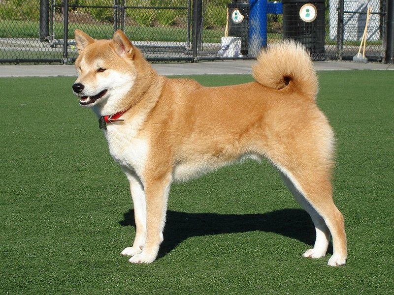 A Shiba