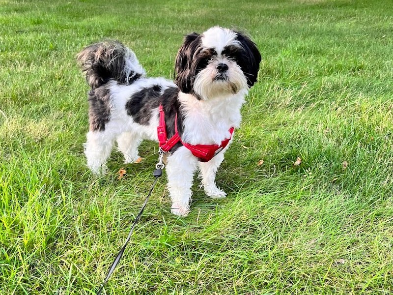 A black and white Shih Tzu in a red harness standing on grass