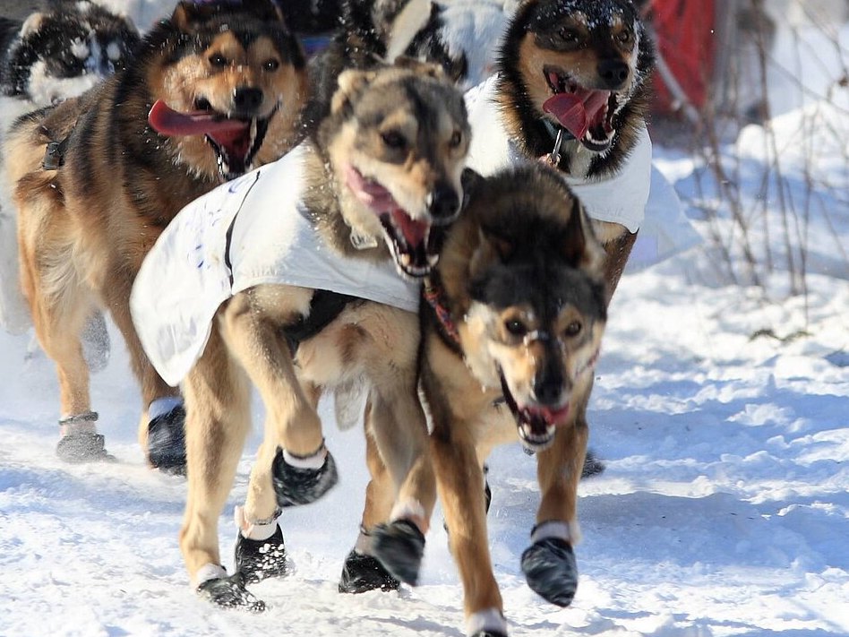 A team of sled dogs in booties running on snow