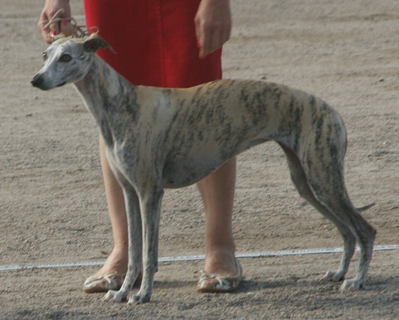 A Whippet