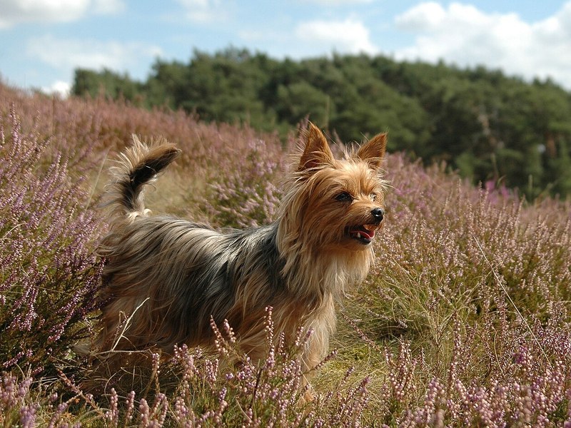 A steel blue and tan Yorkshire Terrier standing in purple heather