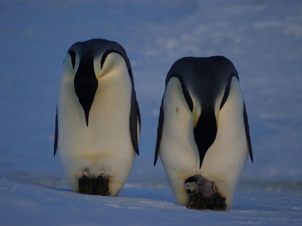 Two adult Emperor Penguins seen from the front with their heads bowed, and a small chick showing between the feet of the bird on the right