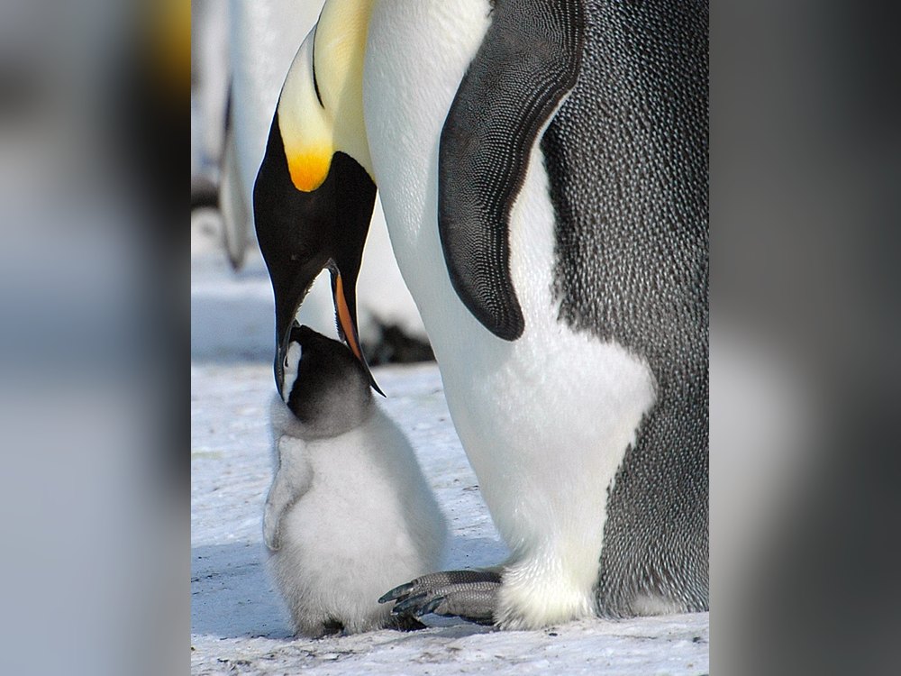 An adult Emperor Penguin bending its head down to a fluffy grey chick standing on snow