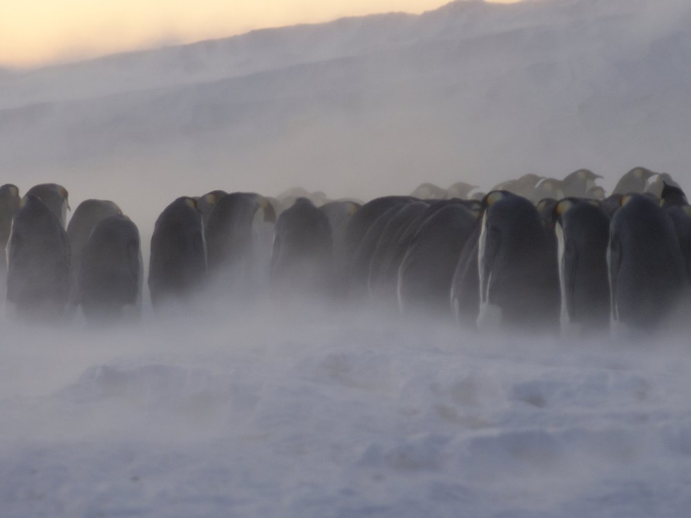 A row of Emperor Penguins standing shoulder to shoulder in blowing snow at dusk