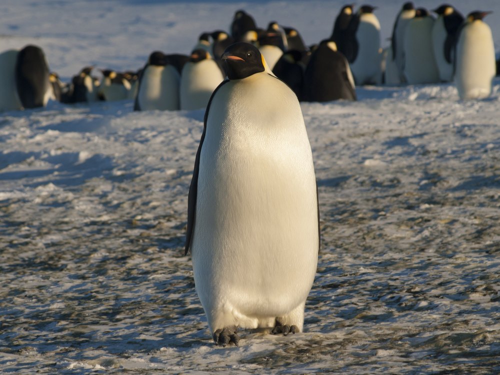 An adult Emperor Penguin standing on bare ice, with a colony of penguins behind it