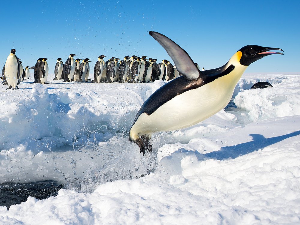 An Emperor Penguin leaping out of the water onto the ice edge, with a group of penguins standing in the background