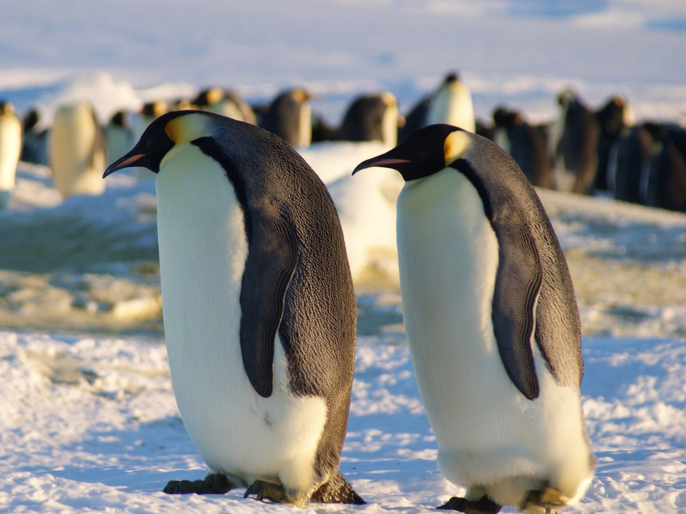 Two adult Emperor Penguins standing side by side on snow, seen from the front, with the colony behind