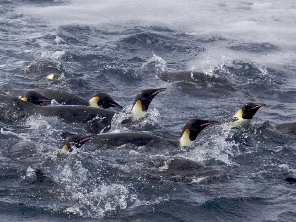 A group of Emperor Penguins swimming at the surface of rough grey water