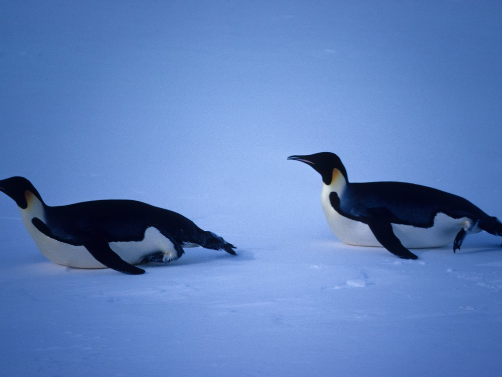 Two Emperor Penguins sliding on their bellies across blue-tinted snow