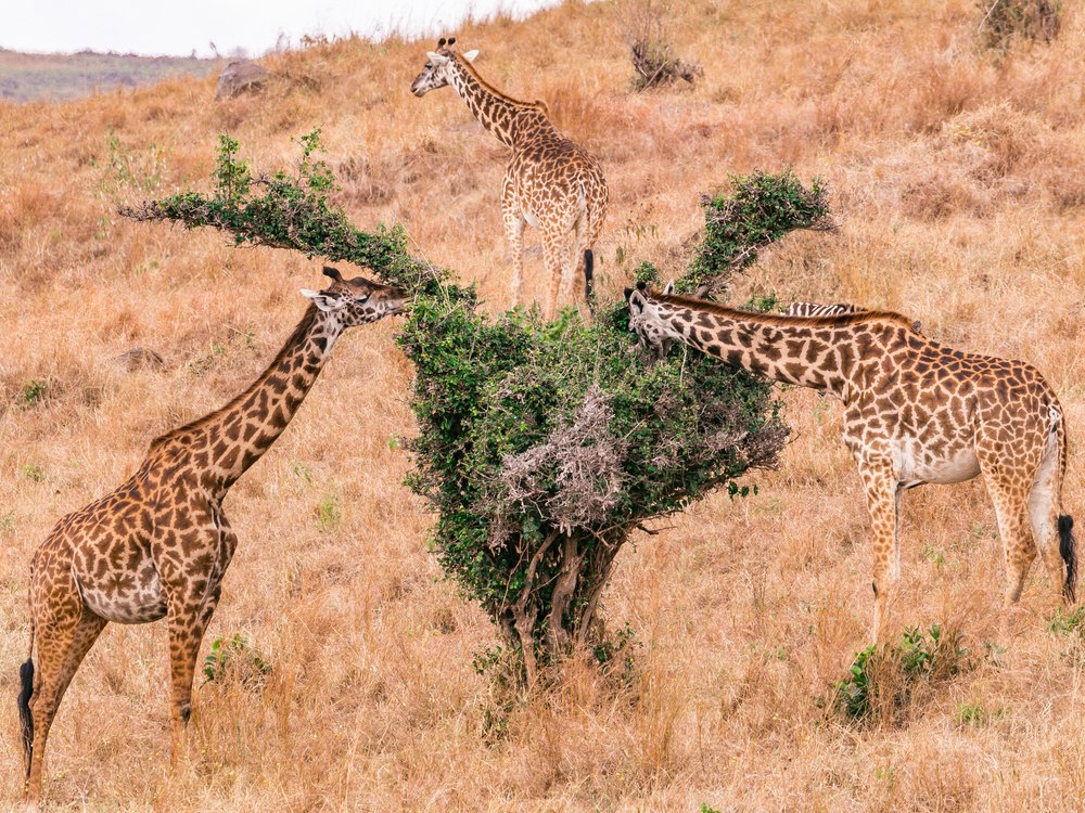 Two giraffes pulling leaves from one thorny shrub on a dry hillside, with a third giraffe behind